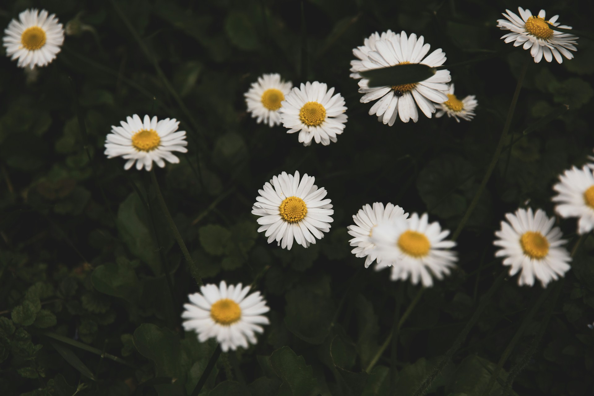 Bloemen betekenis