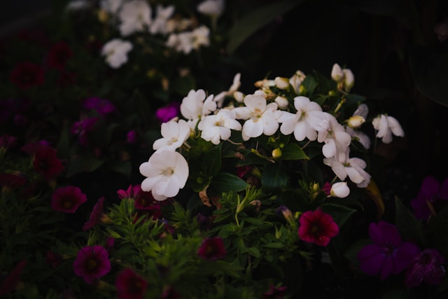 Bloemen verzorgen