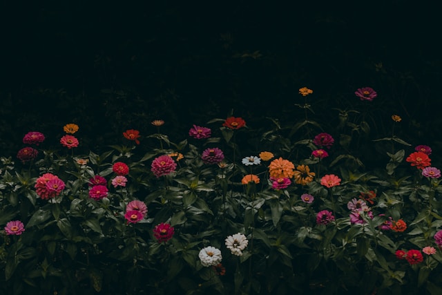 Bloemen betekenis